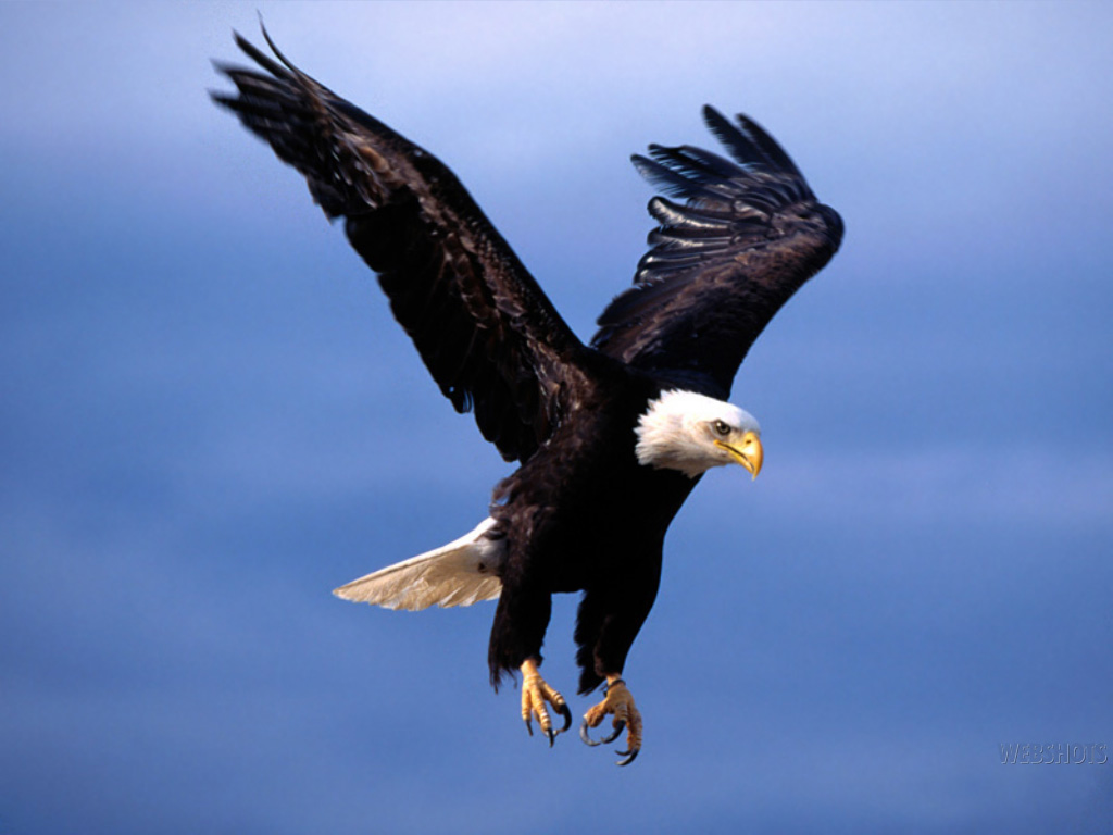flying-eagle-wallpaper